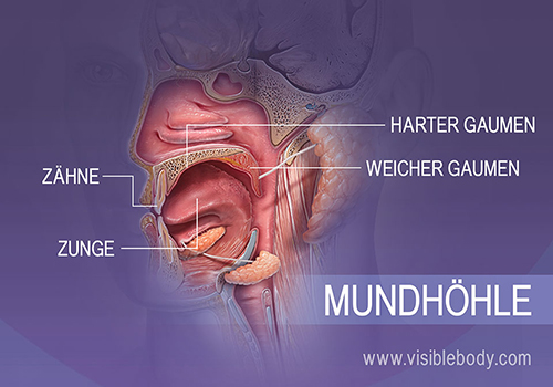 Profilansicht der Mundhöhle mit Zähnen, Zunge, hartem und weichem Gaumen