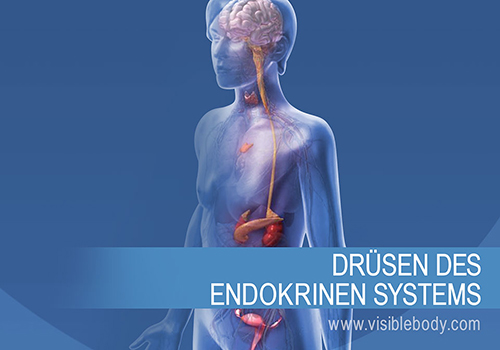 Die endokrinen Drüsen und ihre Funktionsweise