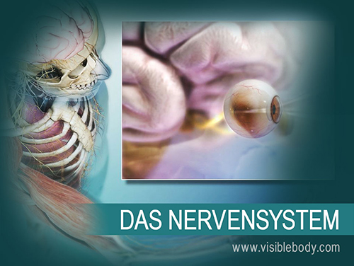Das zentrale Nervensystem (ZNS) besteht aus dem Gehirn und dem Rückenmark. Hirnnerven, Spinalnerven und sensorische Organe bilden zusammen das periphere Nervensystem (PNS).