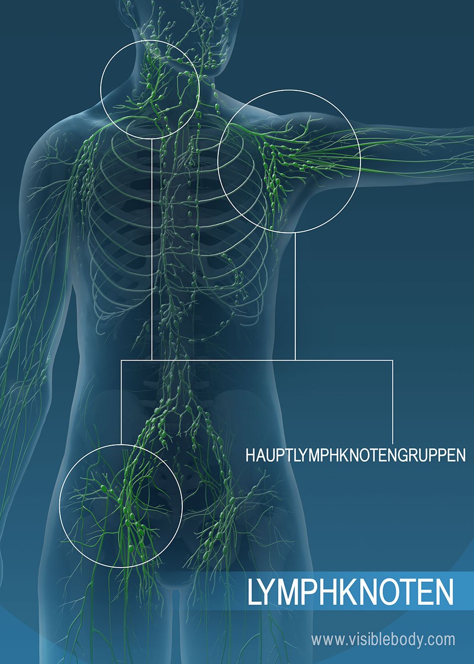 Lymphknoten können dazu beitragen, unerwünschte Stoffe aus der Lymphe zu filtern.