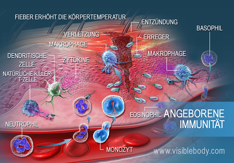 Antwort des passiven Immunsystems auf Trauma