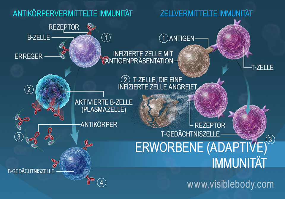 Antikörper- und zellvermittelte Immunität sind adaptive Maßnahmen, die der Körper bei seinem Kampf gegen die Erreger ergreift.