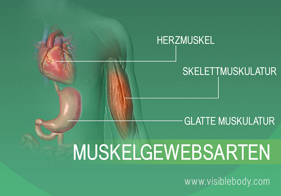 2B-Muskel-Gewebe-Arten