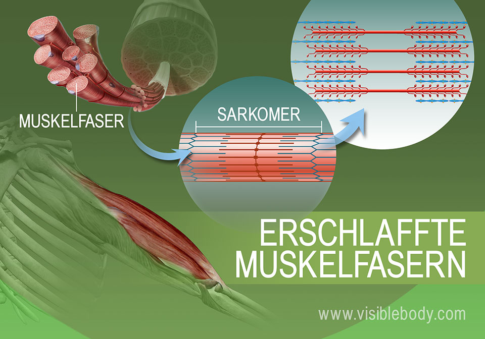 Erschlaffter Zustand der Aktin- und Myosinfilamente