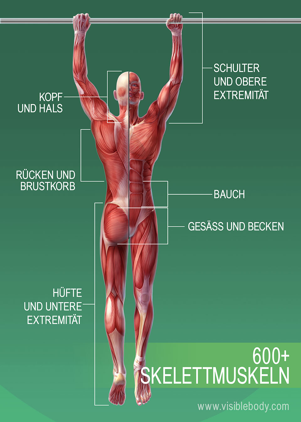 Muskulatur Im Uberblick Kenntnis Der Muskelanatomie