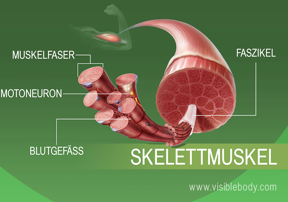 Großansicht des Skelettmuskelgewebes