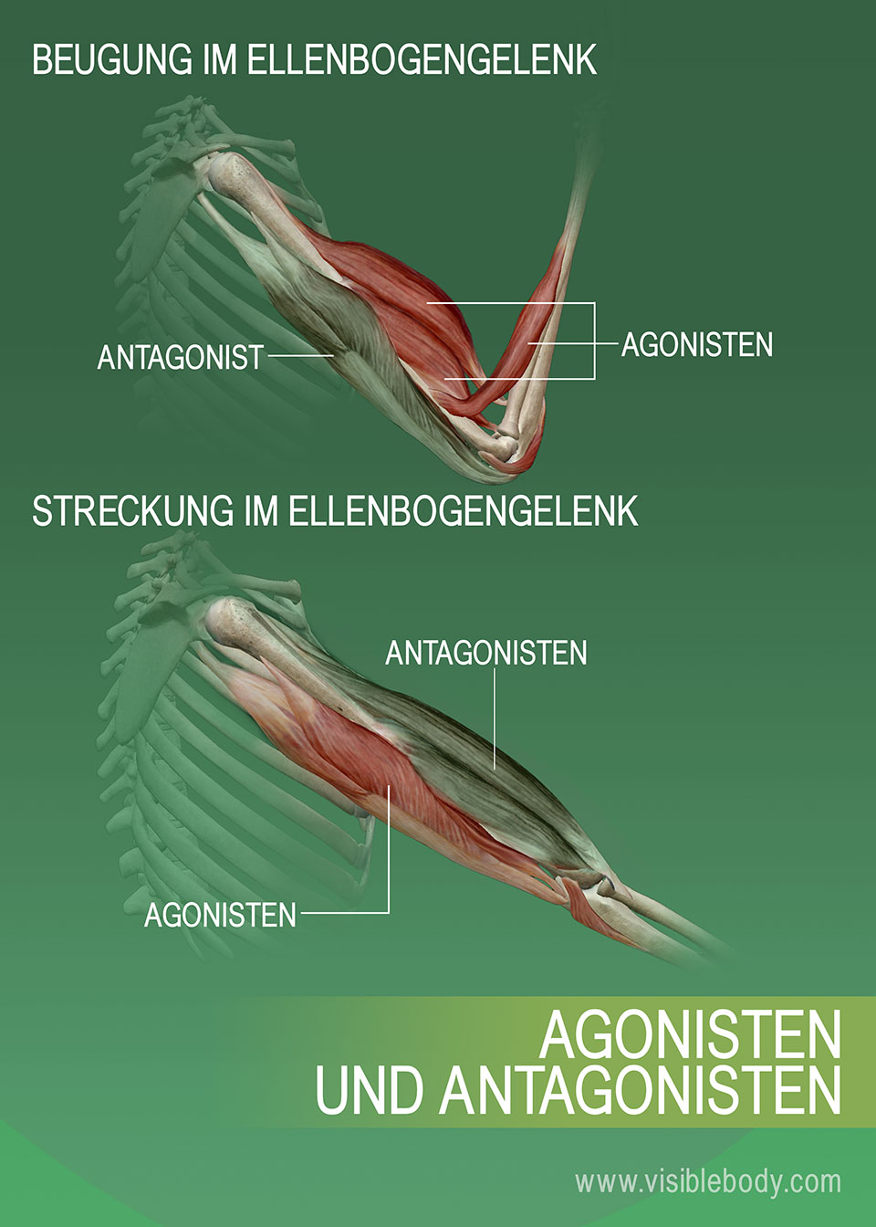 Muskuläre Agonisten, Antagonisten und Synergisten