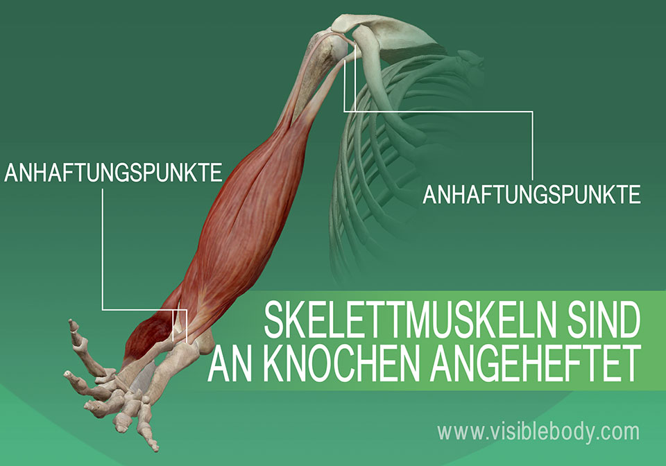 5B-Anhaftung-der-Skelettmuskulatur-an-den-Knochen