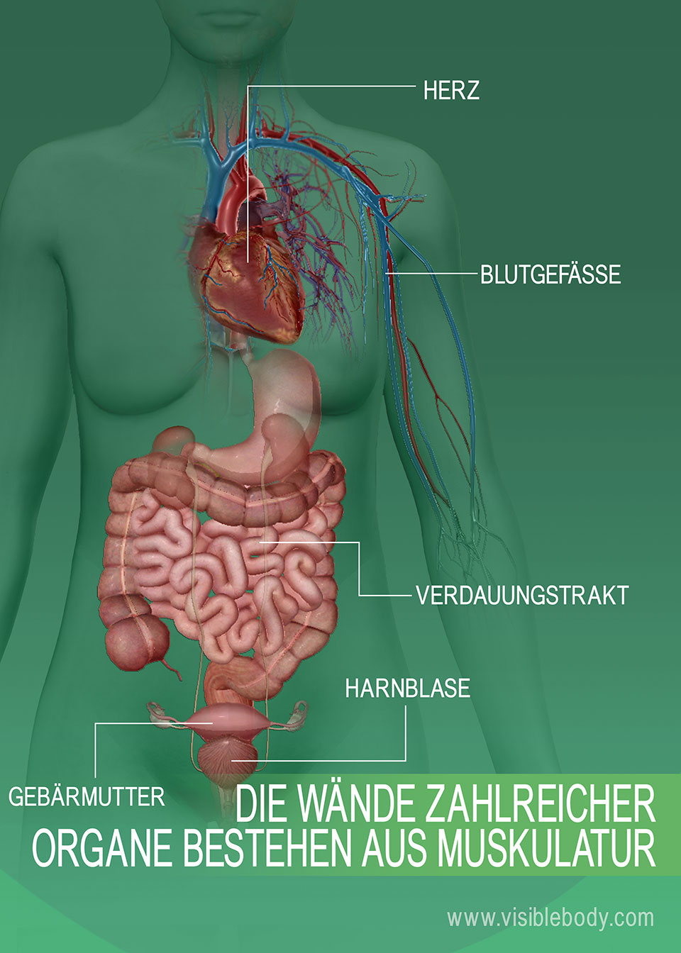 6C-Wände-vieler-Organe-sind-aus-Muskeln-aufgebaut