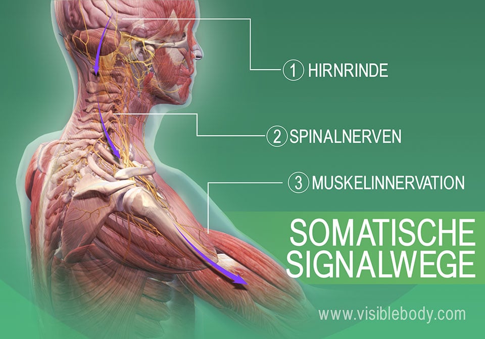 Somatische Wege der Muskelinnervation