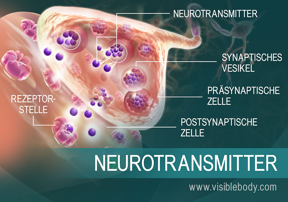 Die Bewegung der Neurotransmitter zwischen Synapsen in der Übersicht