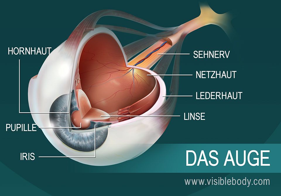 Ein Querschnitt durch das Auge