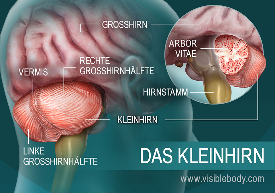 Eine Darstellung der Abschnitte des Kleinhirns