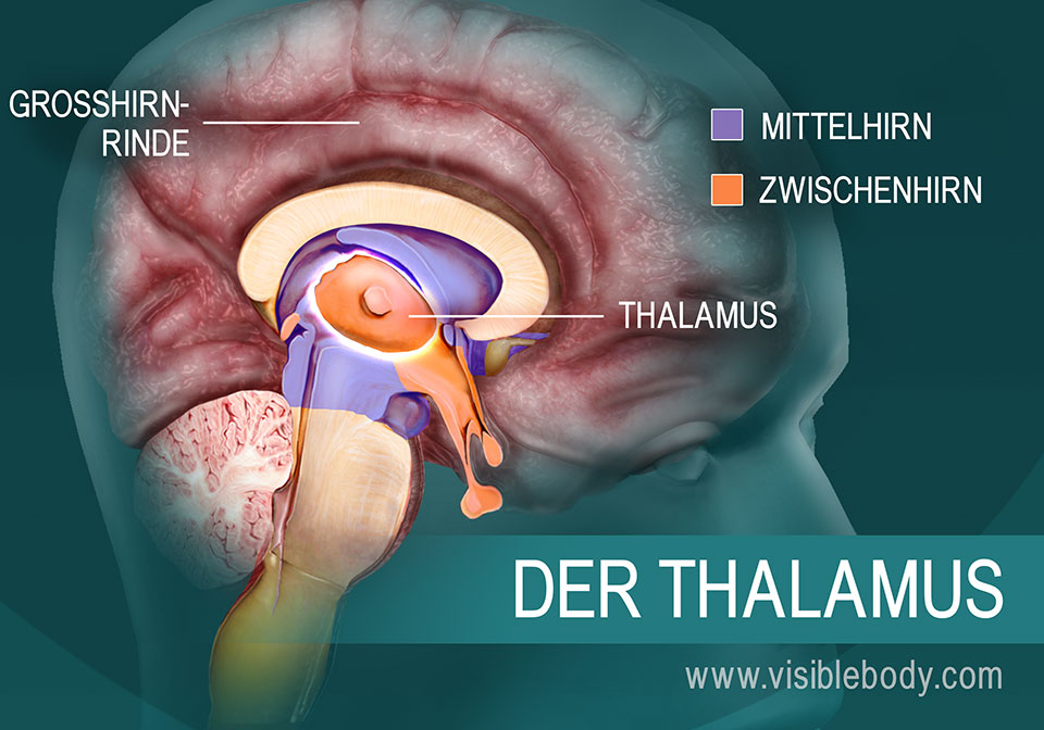 Der Thalamus und seine Lage im Gehirn