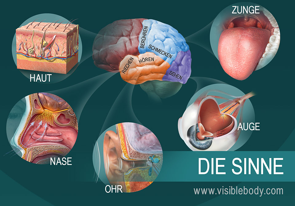 Namentlich Schießen Sie erneut Rückseite augen ohren nase zunge und die