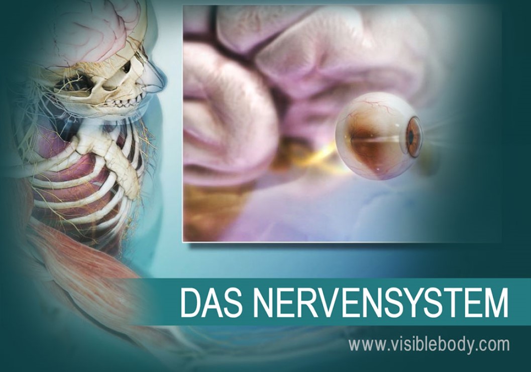 Das zentrale Nervensystem (ZNS) besteht aus dem Gehirn und dem Rückenmark. Hirnnerven, Spinalnerven und sensorische Organe bilden zusammen das periphere Nervensystem (PNS).