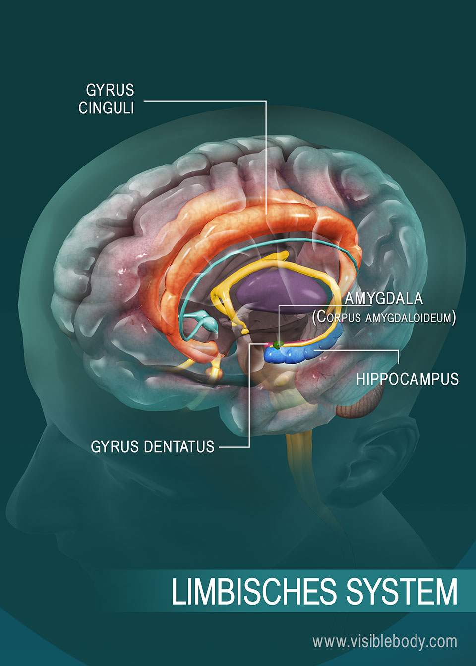 Übersicht über das limbische System