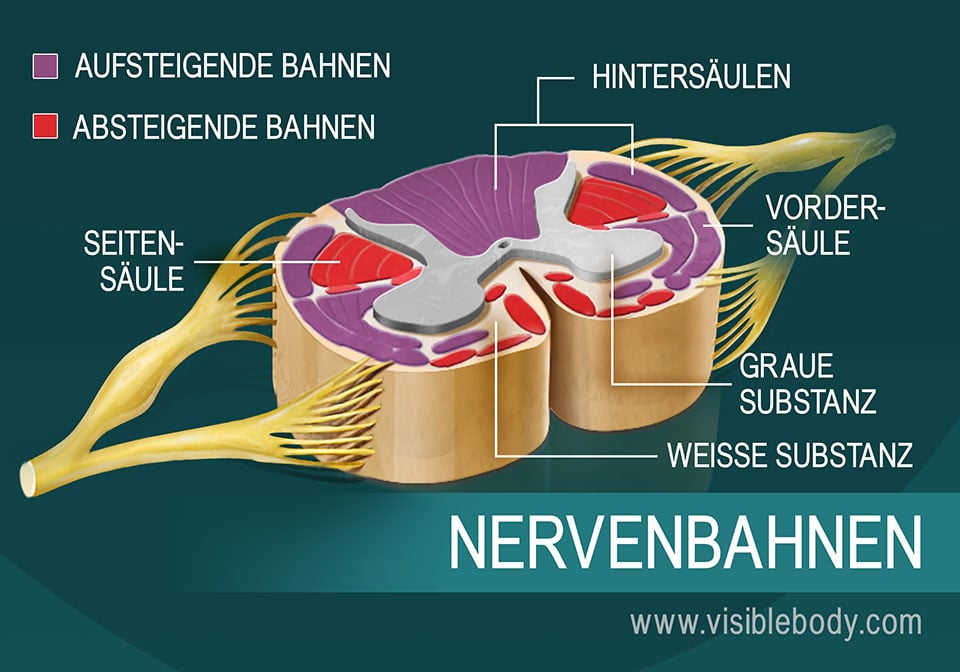 Eine Darstellung der Nervenbahnen des Rückenmarks