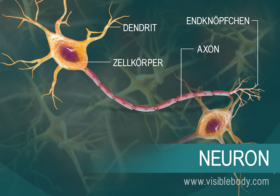 Darstellung eines Neurons und seiner Teile