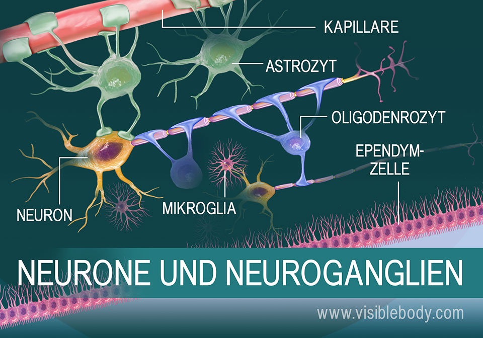 Darstellung eines Neurons und einiger Arten von Neuroglia