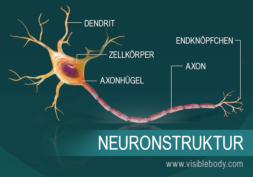 Eine Darstellung des Neuronaufbaus