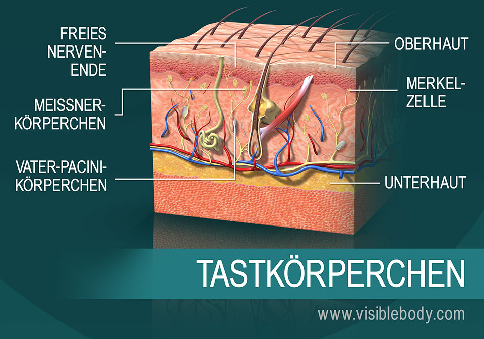 Ein Querschnitt durch die Haut mit Tastrezeptoren
