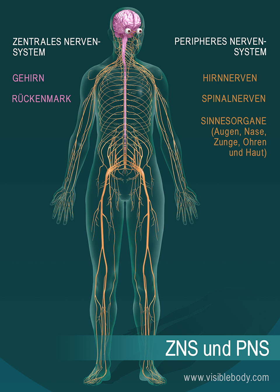 Gehirn und Rückenmark bilden zusammen das zentrale Nervensystem (ZNS). Hirnnerven, Spinalnerven und sensorische Organe bilden zusammen das periphere Nervensystem (PNS).