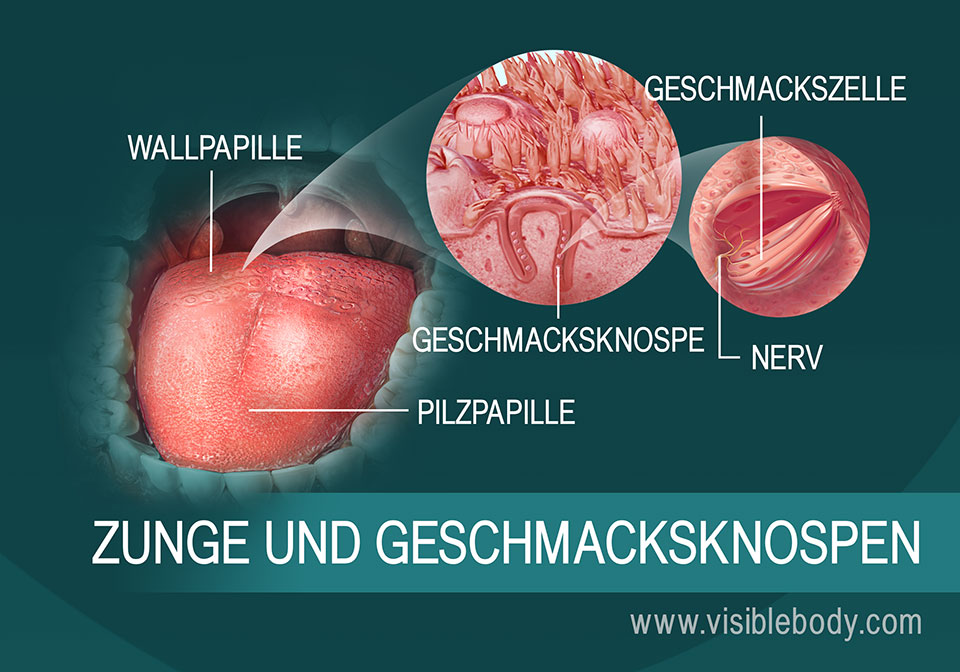 Eine Darstellung der Zunge und Geschmacksknospen