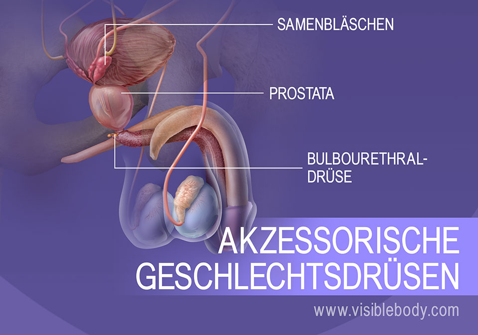 Samenbläschen, Prostata und Bulbourethradrüse; sekundäre Geschlechtsdrüsen