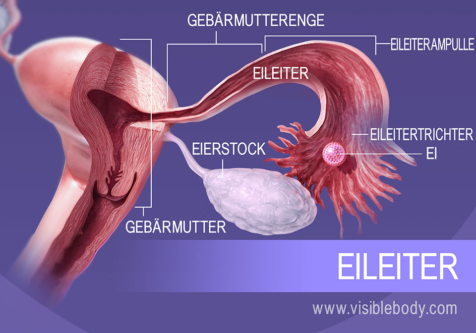 Der Weg der Eizelle beim Eisprung verläuft durch den Trichter, die Ampulle und den Isthmus der Eileiter.