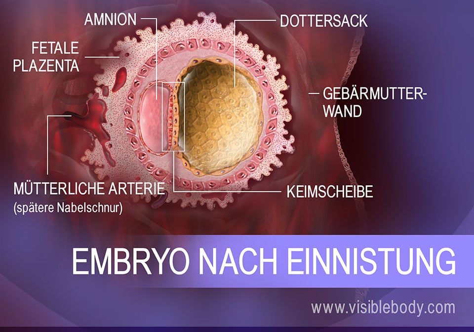 Embryonalstrukturen in der Gebärmutter
