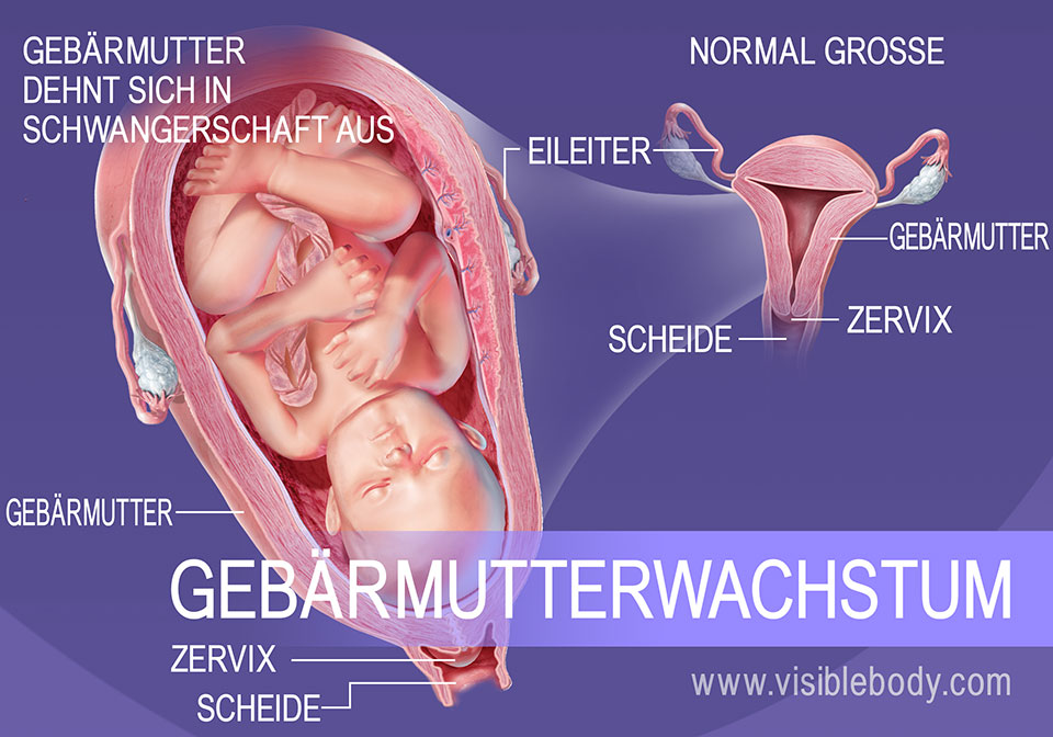 Größenänderung der Gebärmutter während der Schwangerschaft