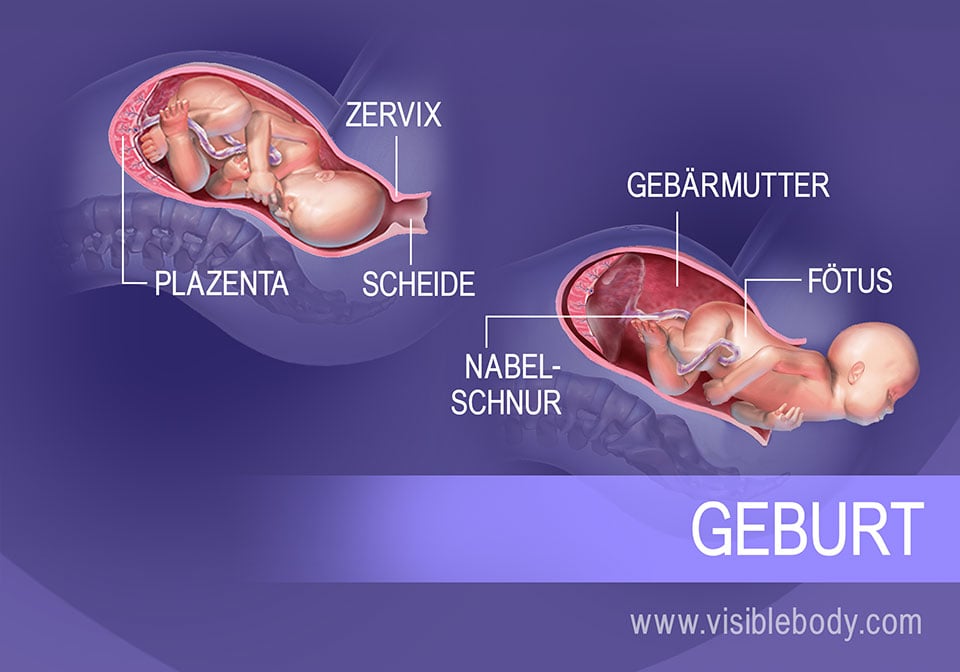 Der Geburtsablauf und die umgebenden Organe während der Wehentätigkeit