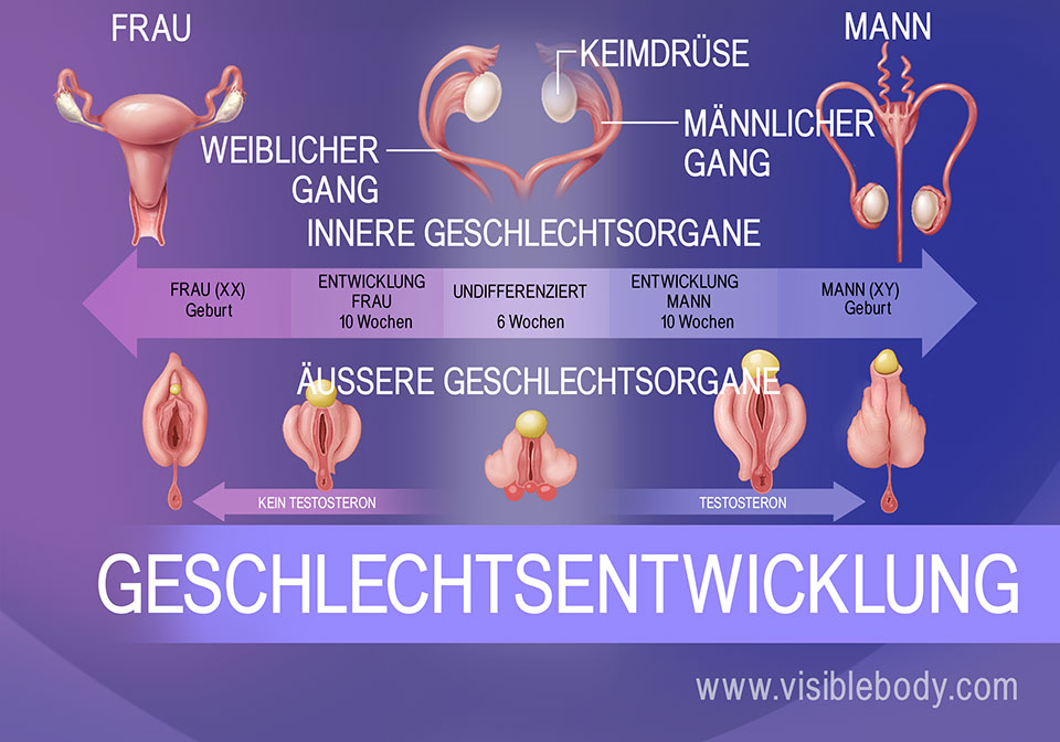 Genitale Differenzierung des Fötus