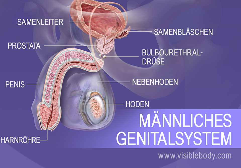 Strukturen des männlichen Genitalsystems
