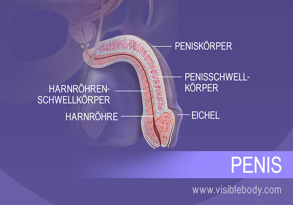 Ein Querschnitt durch den Penis und die Strukturen von Körper und Kopf.