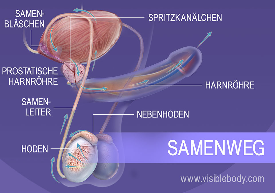 Der Weg der Spermien von den Hoden in die Harnröhre