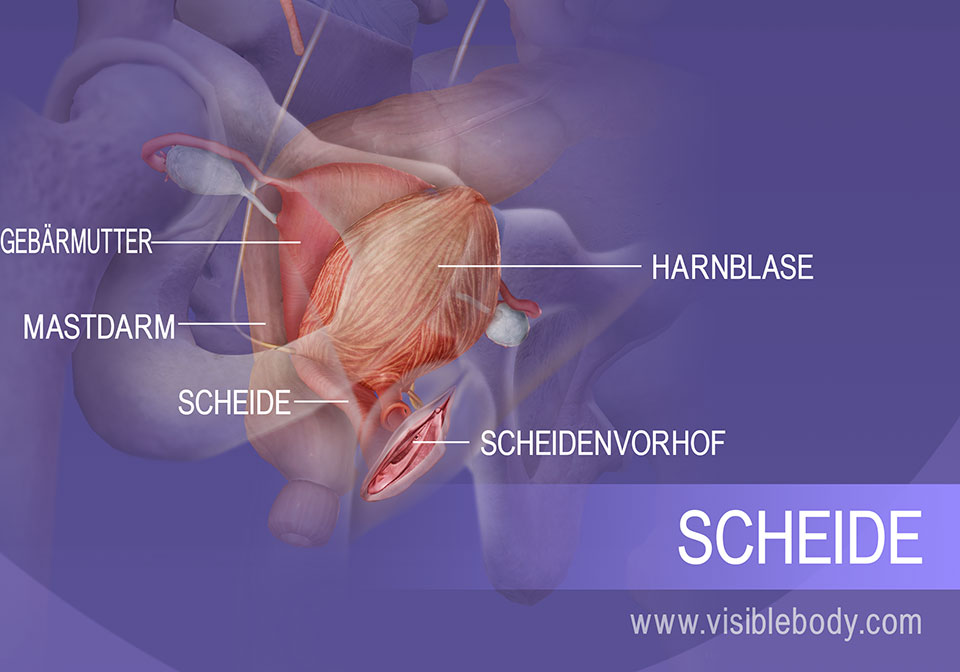 Der innere Abschnitt des weiblichen Genitalsystems und der Harnblase