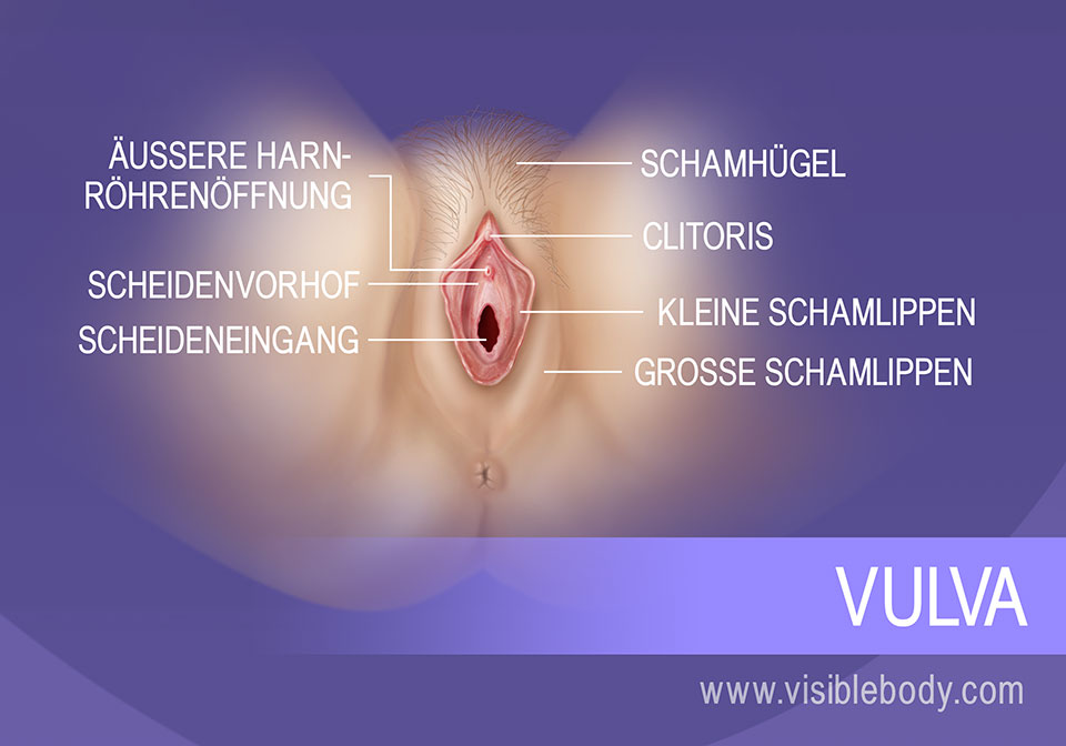 Die äußeren Anteile der Vulva