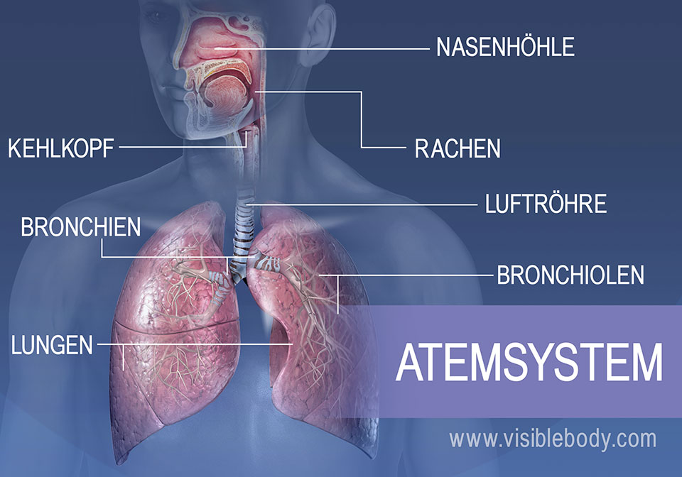 Zu den Hauptstrukturen des Atemwegssystems Nasenhöhle, Rachen, Kehlkopf, Luftröhre, Bronchien, Lungen und Bronchiolen