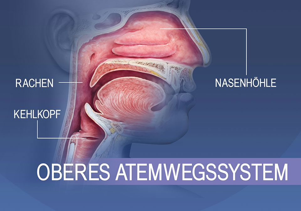 Überblick über die oberen Atemwege - Nasenhöhle und Rachen