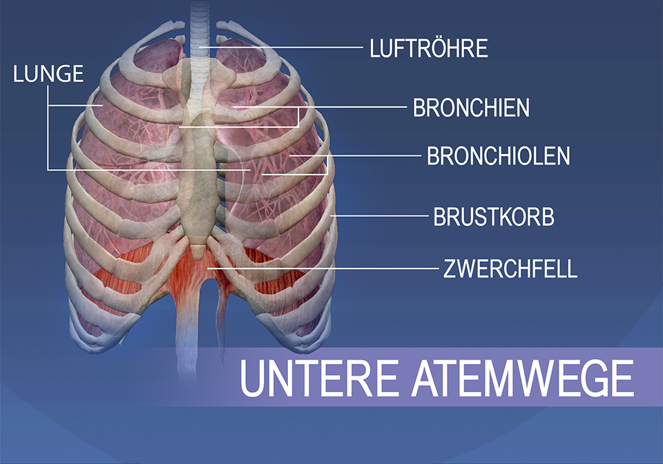 Die Strukturen der unteren Atemwege umfassen die Luftröhre, Bronchien, Bronchiolen, Lungen, den Brustkorb und das Zwerchfell