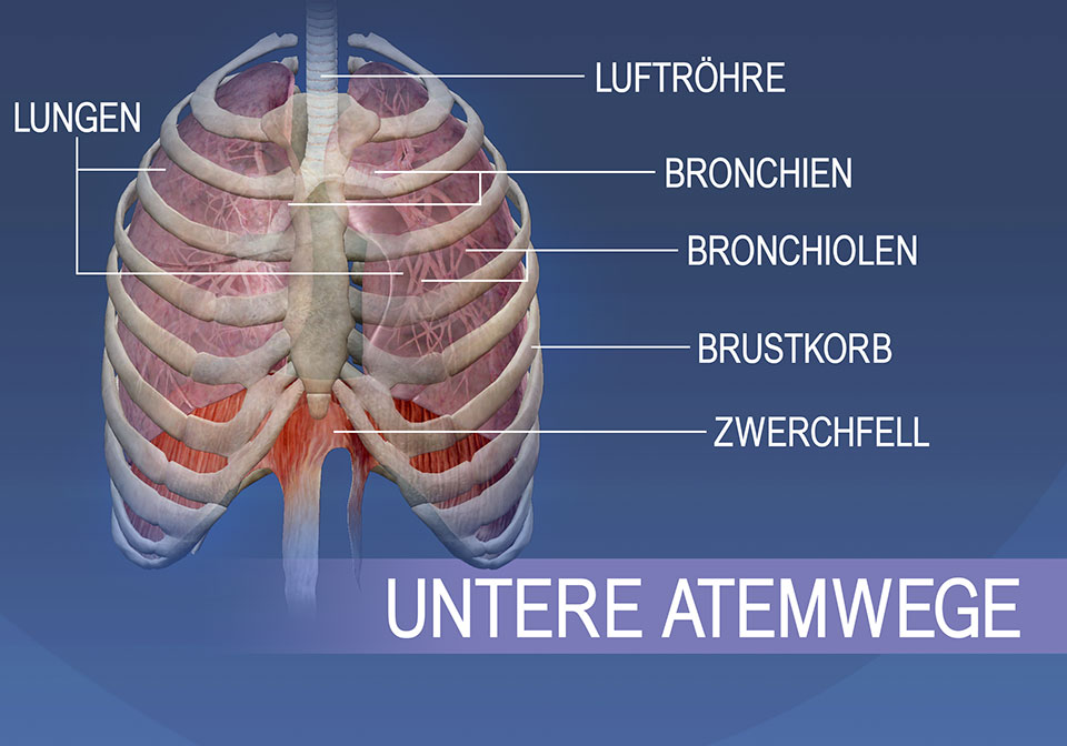 Die Strukturen der unteren Atemwege umfassen die Luftröhre, Bronchien, Bronchiolen, Lungen, den Brustkorb und das Zwerchfell