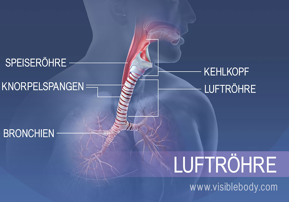 Zu den Strukturen der Trachealregion zählen u. a. Speiseröhre, Kehlkopf, Knorpelspangen und Bronchien