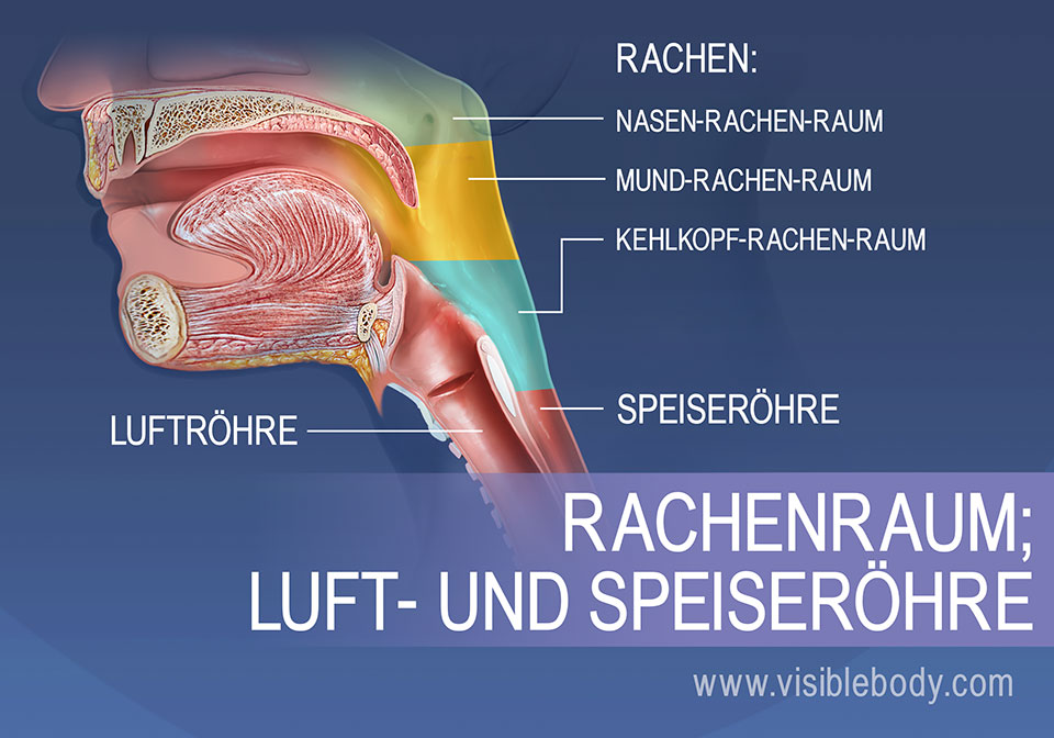 Der Rachenraum unterteilt sich in den Nasenrachenraum (Nasopharynx), Mundrachenraum (Oropharynx) und den Kehlkopfrachenraum (Laryngo- oder Hypopharynx)