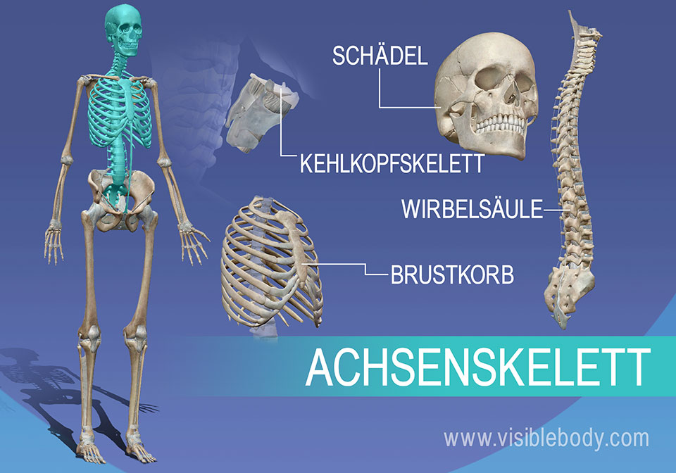 Überblick über das Achsenskelett: Schädel, Wirbelkörper, Kehlkopf und Brustkorb