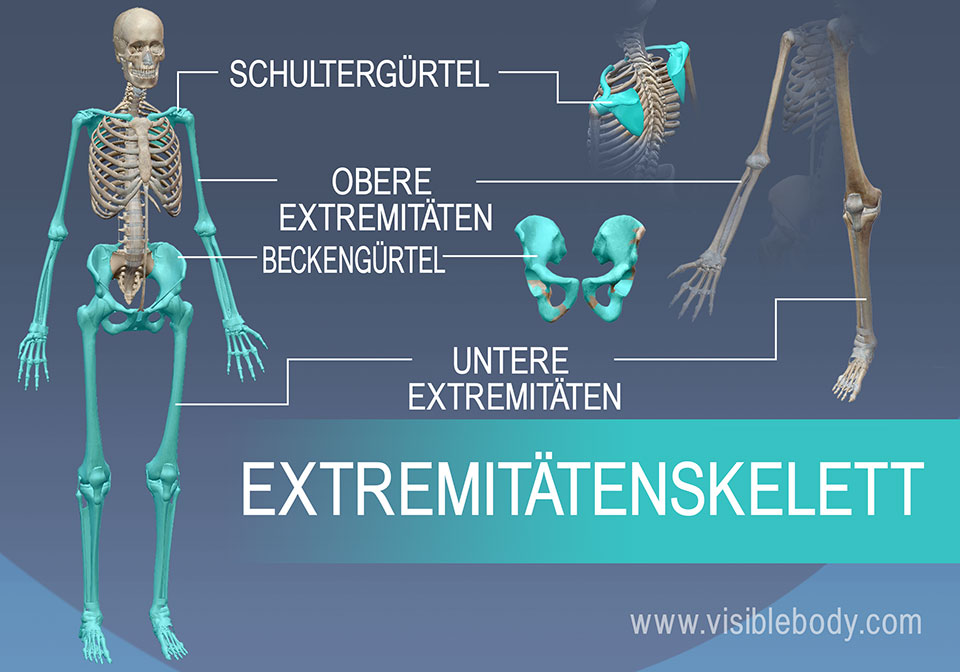 Schultergürtel, obere Gliedmaßen, Beckengürtel und untere Gliedmaßen