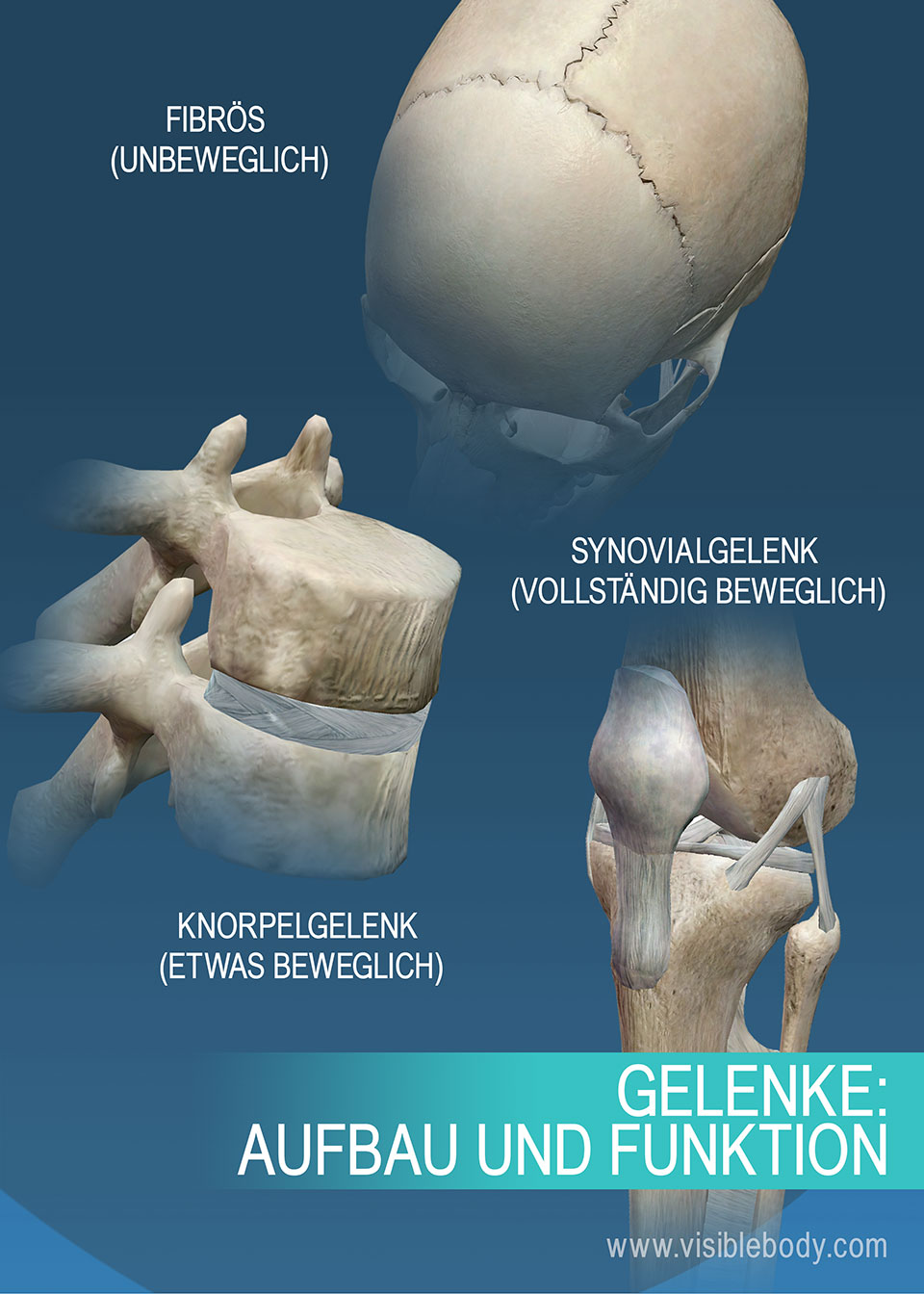 Zusammenfassung der unterschiedlichen Gelenke, Nähte, Knie, Wirbel