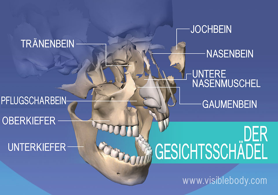 Gesichtsknochen: Tränenbein, Jochbein, Oberkiefer und Unterkiefer