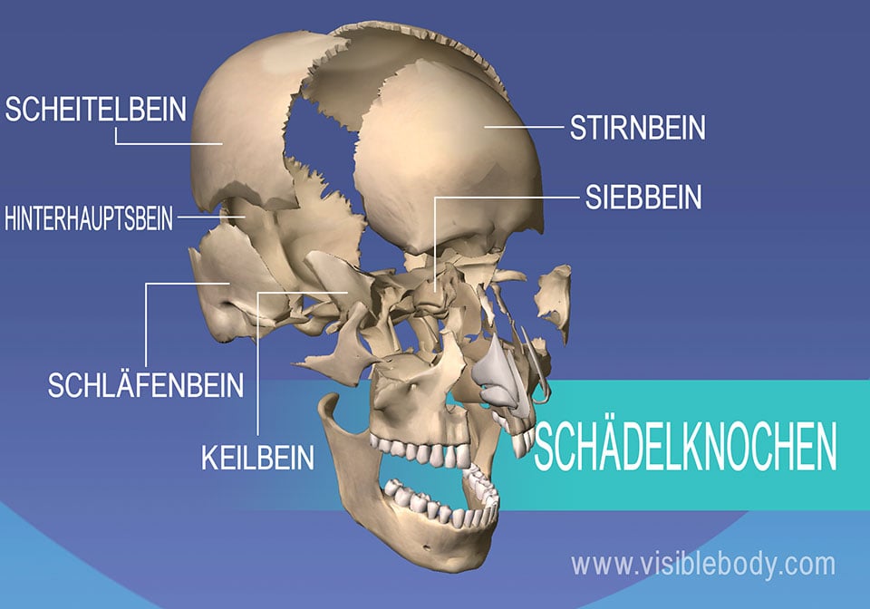 Knochen des Schädels